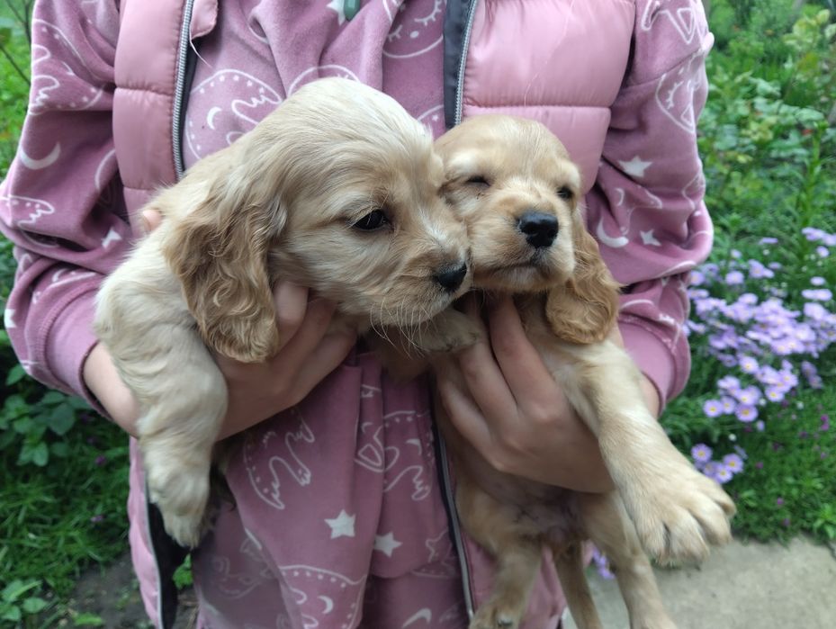 Кокер шпаньол - кученца