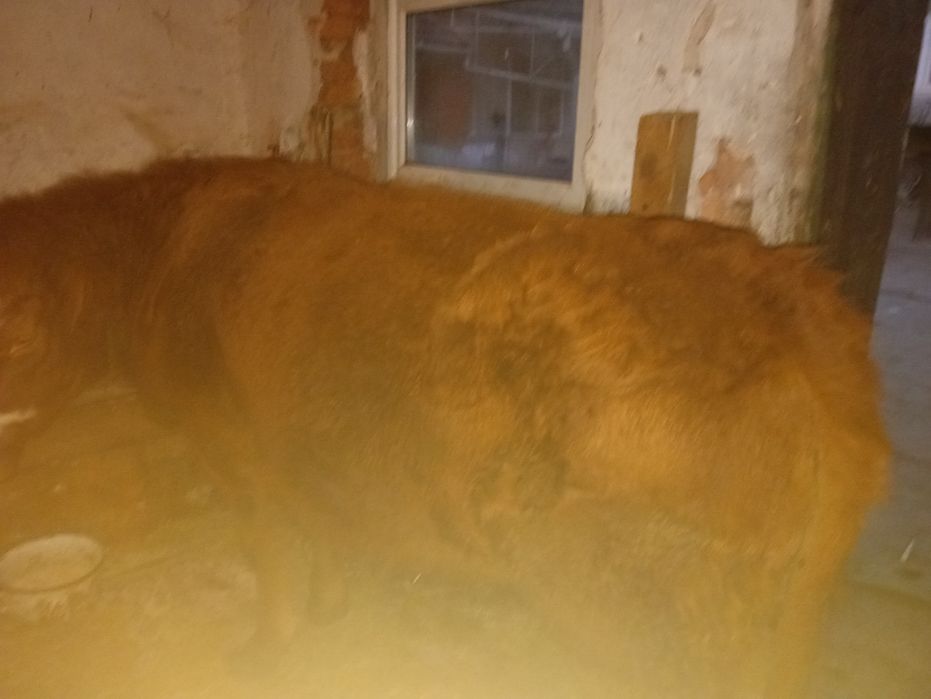 Junincă bălțată românească