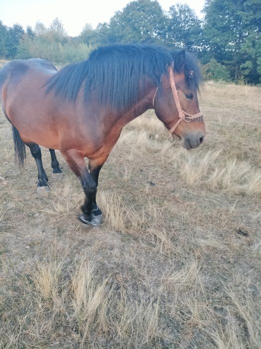 Iapă murgă de vînzare