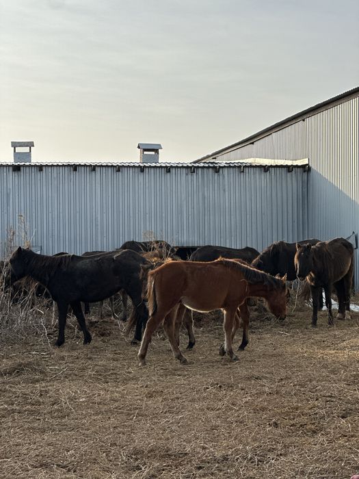 Продам лошадей есть кабылы 14 с жеребятам 6