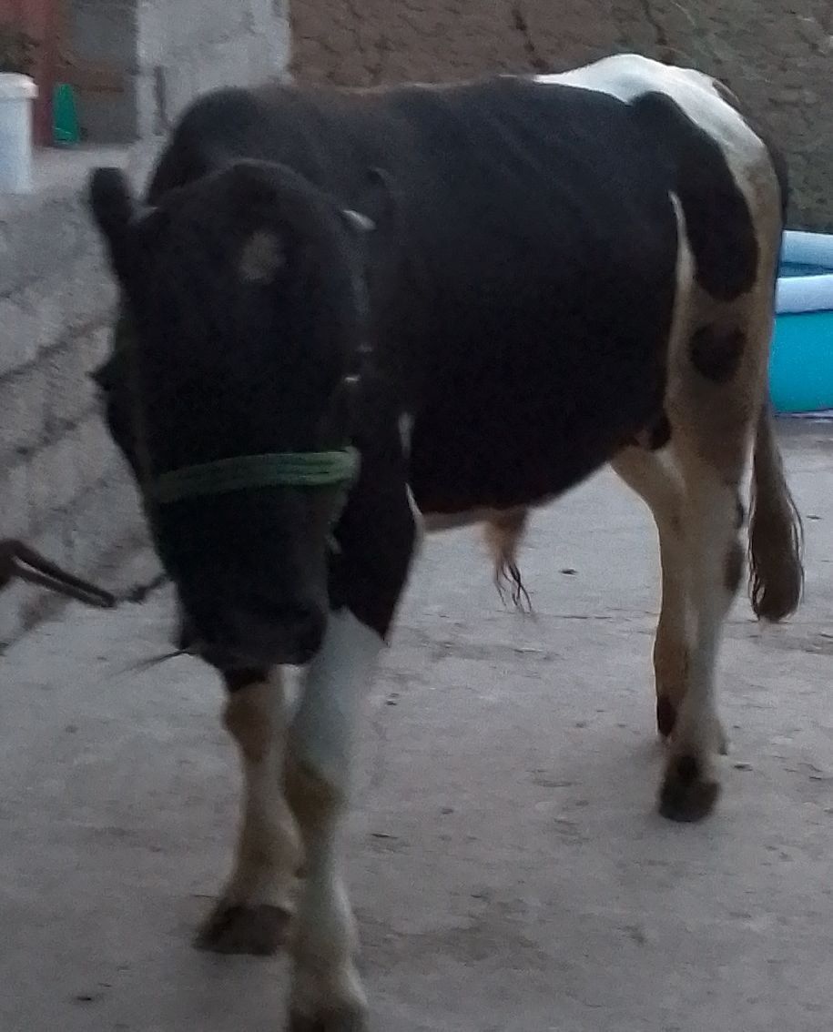Yowiga tolgan buqacha sotiladi.