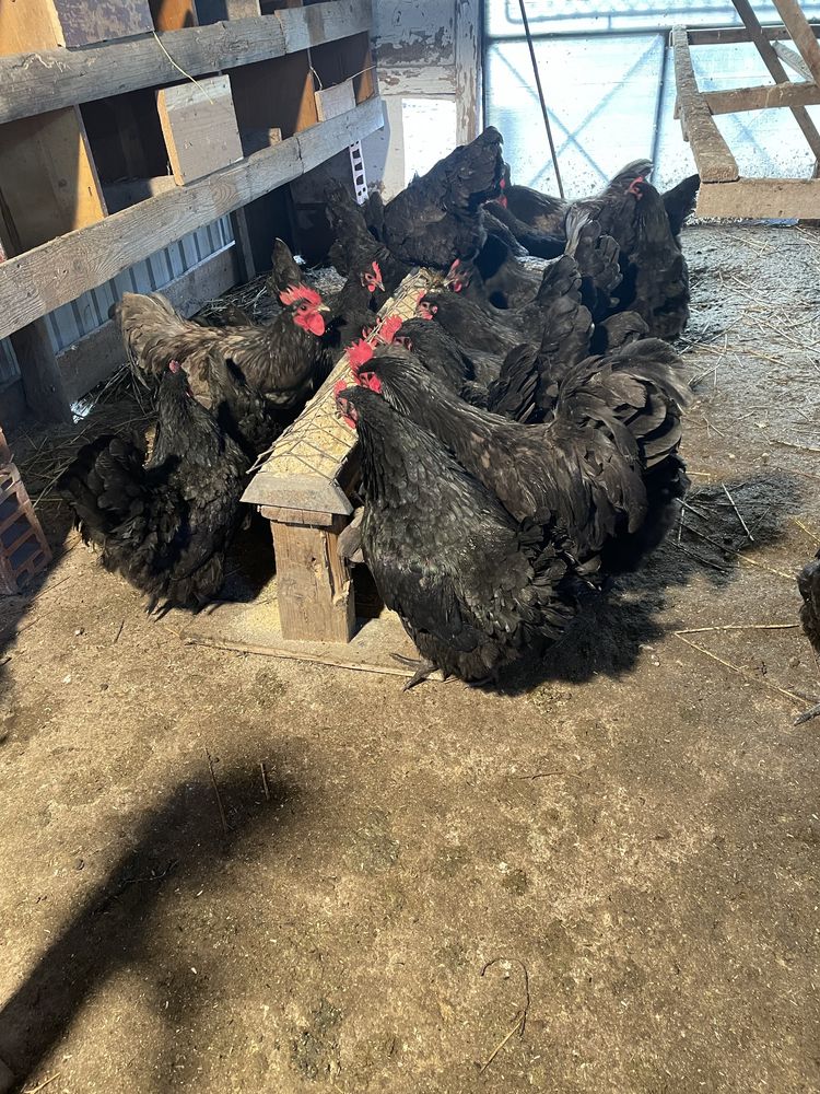 Ouă   Australorp