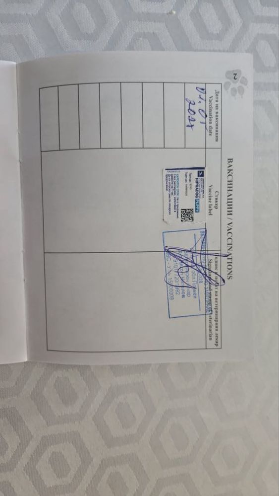 Сибирко кученце  ….