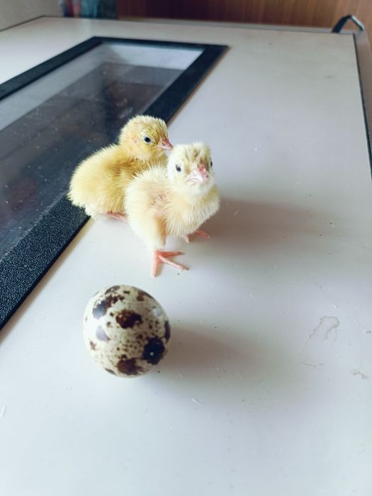 Продам перепелят