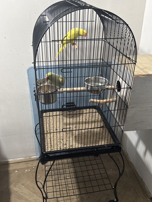 Pret promotional  astăzi micul alexandru