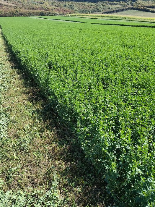 Baloti:Lucerna.Trifoi.Fan.Lolium.Rotunzi min 40.Drept.500.Trans.inclus