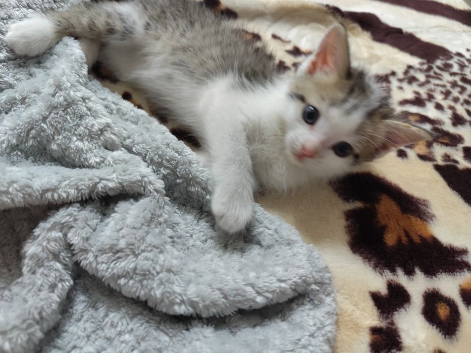 Котенок мальчик 2 месяца в лоток на отлично