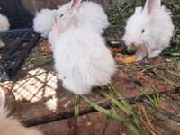 Крольчата, кролики