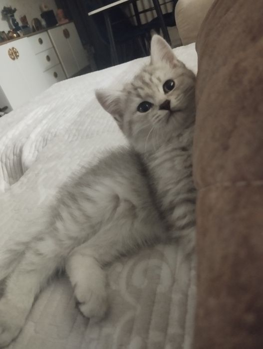 Продается котенок