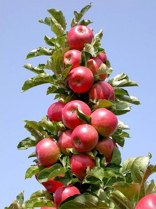 Pomi Fructiferi Columnari (MĂR )