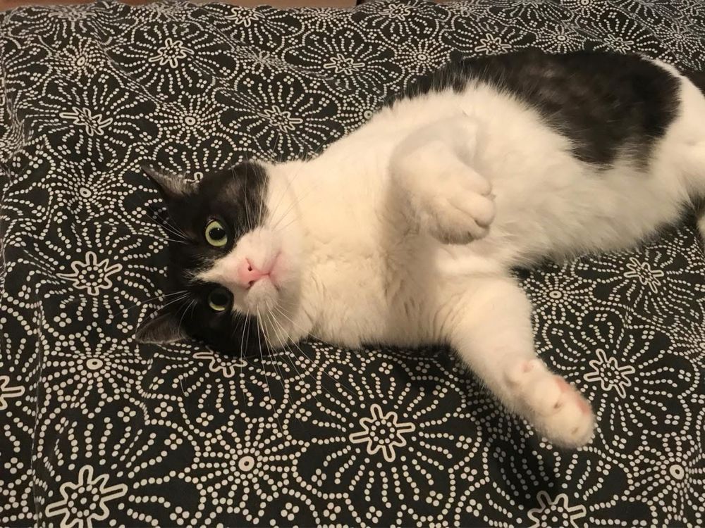 Мъжки котарак на 7год.