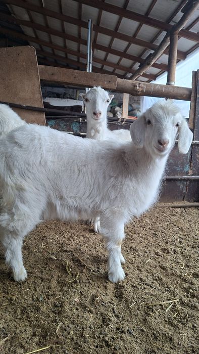 Эчки сотилади тандирга суйса булади  Echki sotiladi Козленок продаётся