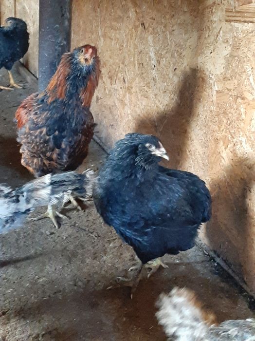 Pui araucana schimb cu porumb