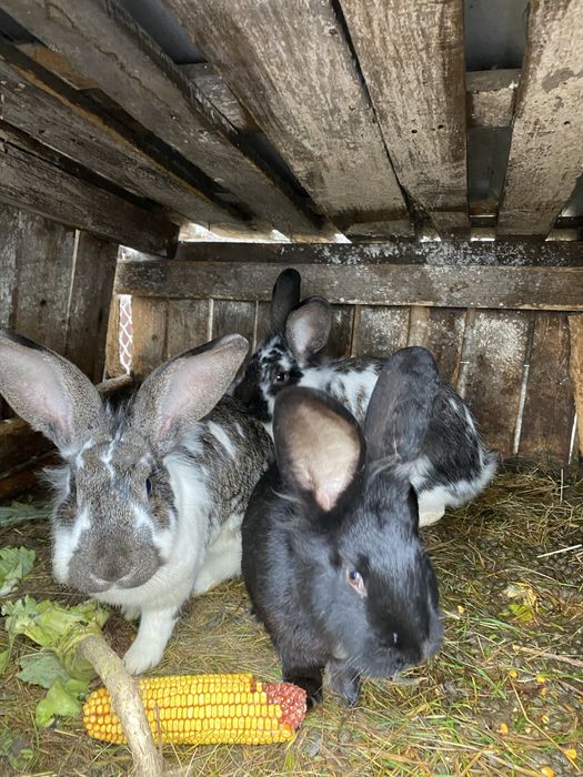 vand/schimb iepuroici