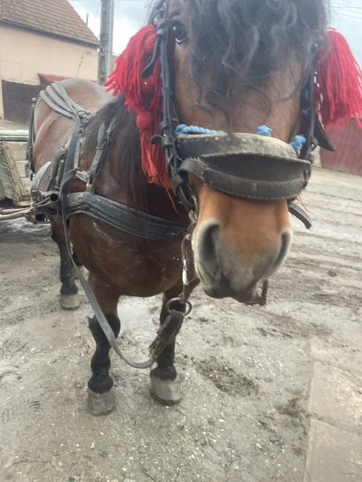 De vânzare  armăsar de 2 ani si 6 luni !