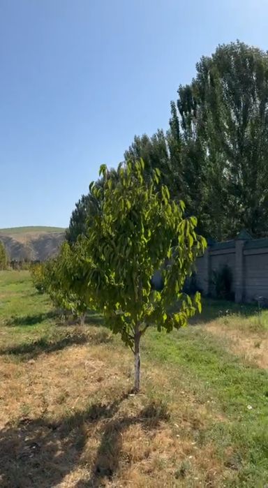 Продается участок 151 соток Паркент Кумушкан Чистый воздух природы