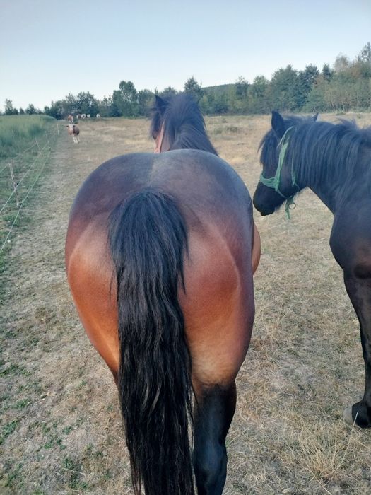 Iapă murgă de vînzare