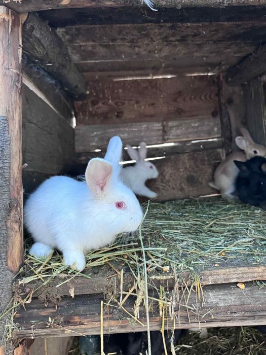 Vand iepuri  diferite mărimi