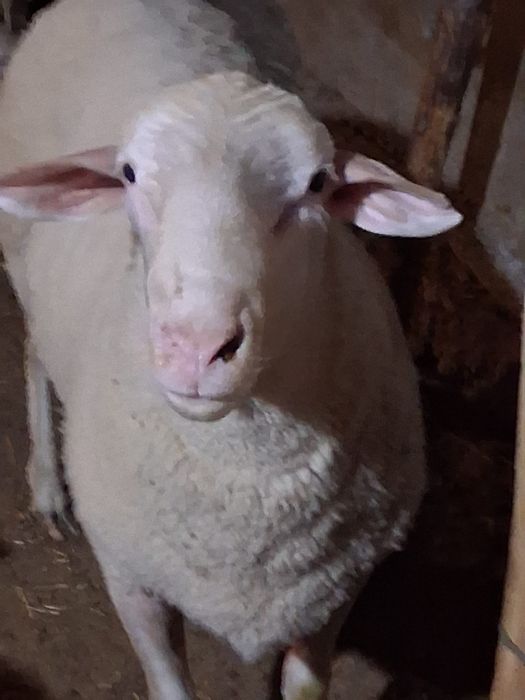 Berbec bun de oi
