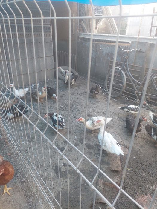 Vând sau schimb, rațe si rățoi mute