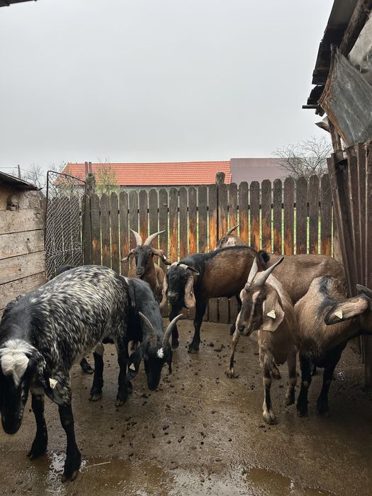 Vand capre Anglo nubian