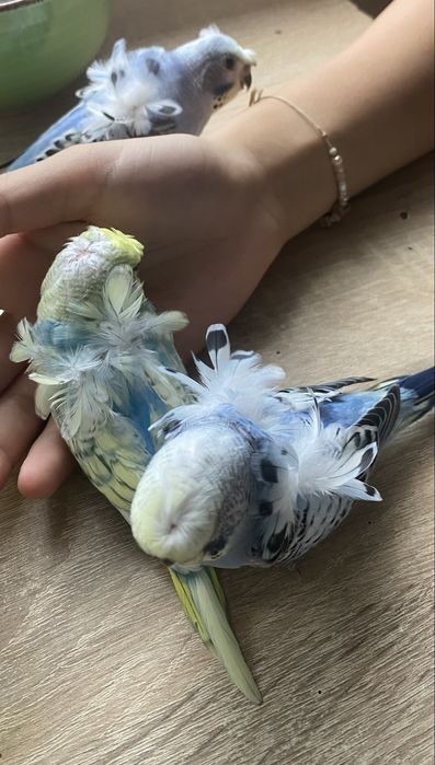 Perus pui, hagoromo , albastru