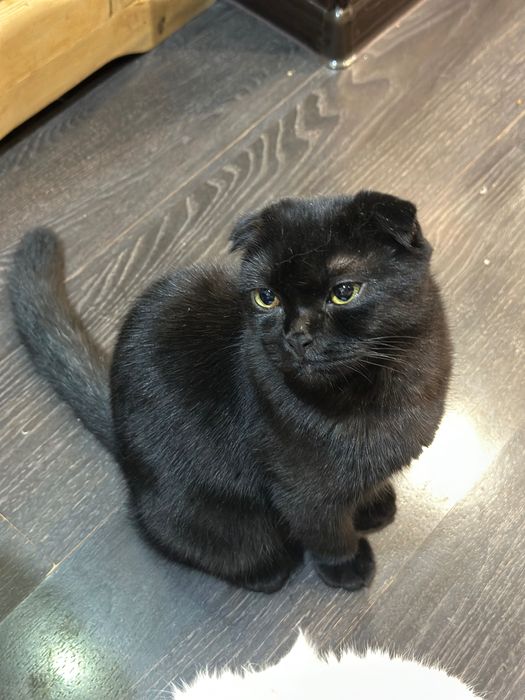 Пристраиваются котята