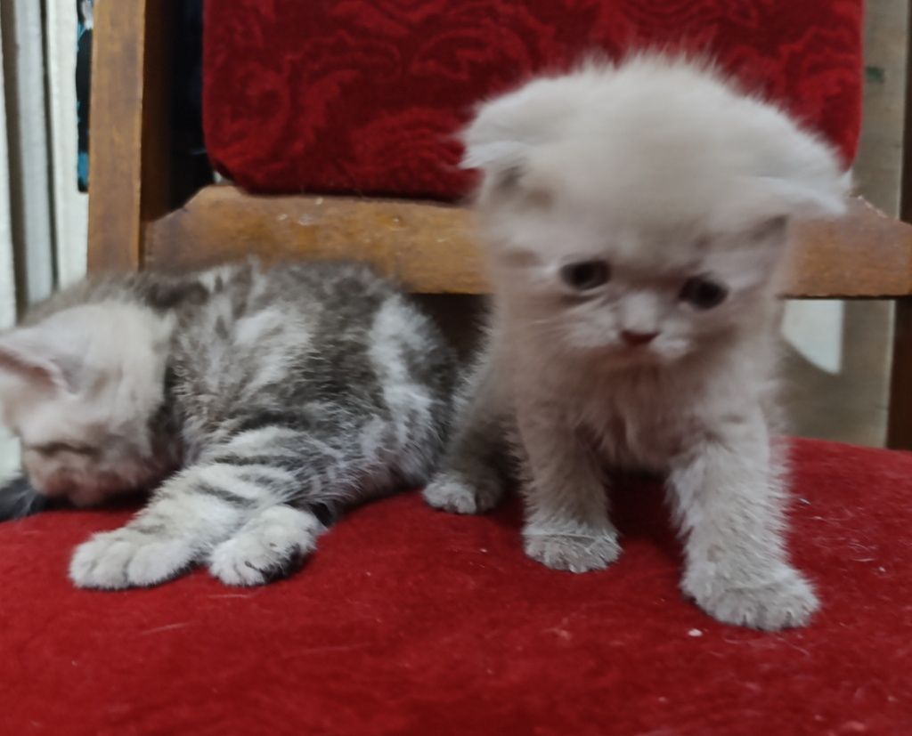 Продается котята