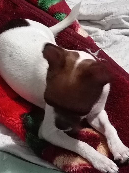 Продам щенка чихуахуа  мальчик