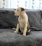 American Staffordshire Terrier