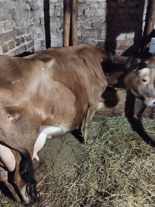 Млечни крави порода жарсе