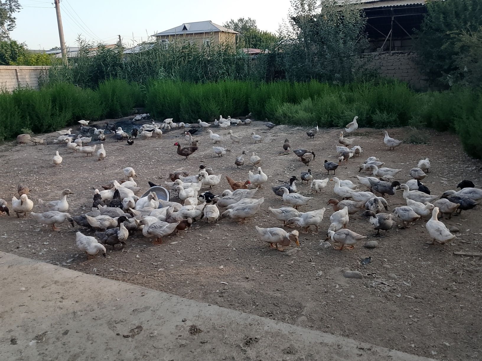Голубой фаворит урдаклар сотилади.