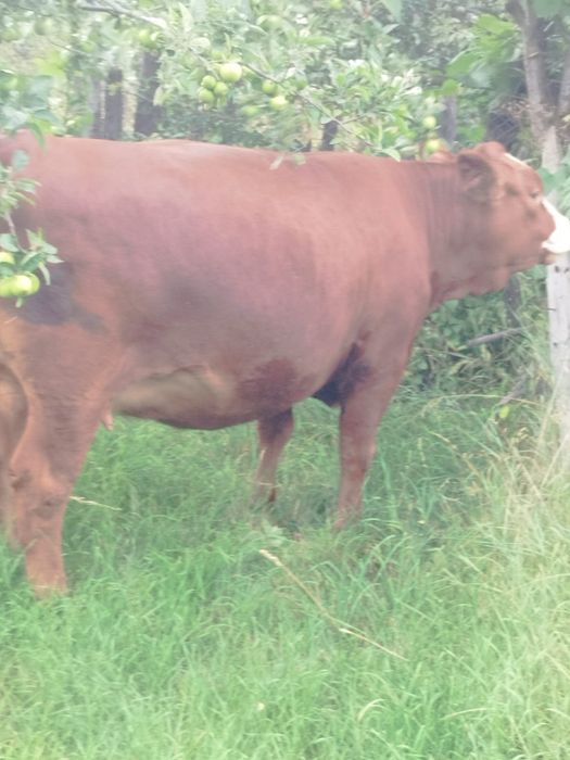 Vaca Red Angus(metis)