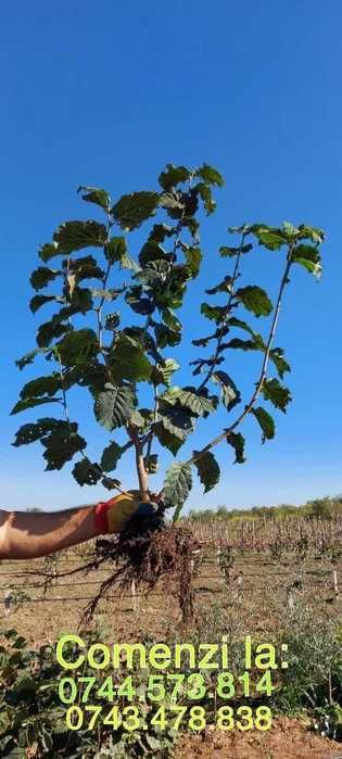 Paulownia inradacinati, pomi fructiferi gama variata.livrare RO