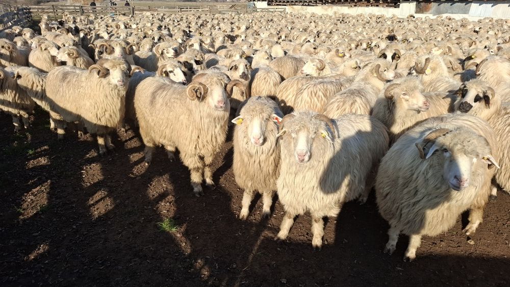 Vând țurcane oi  tinere