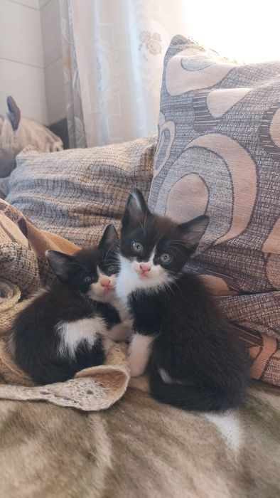 Котята в наличии