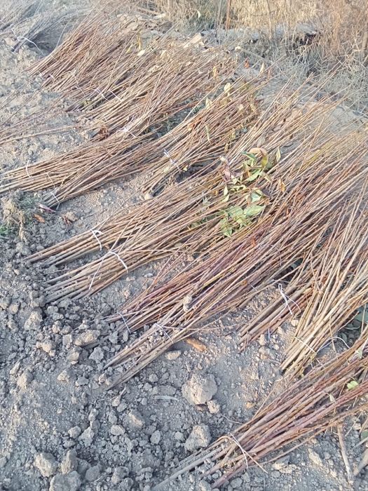 Саженцы деревьев яблоки-черешня