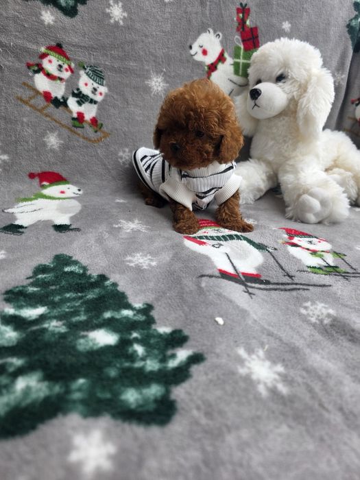 Тийкъп момче/ Tea cup/ с документ за произход