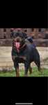 Pui rottweiler de vaznare