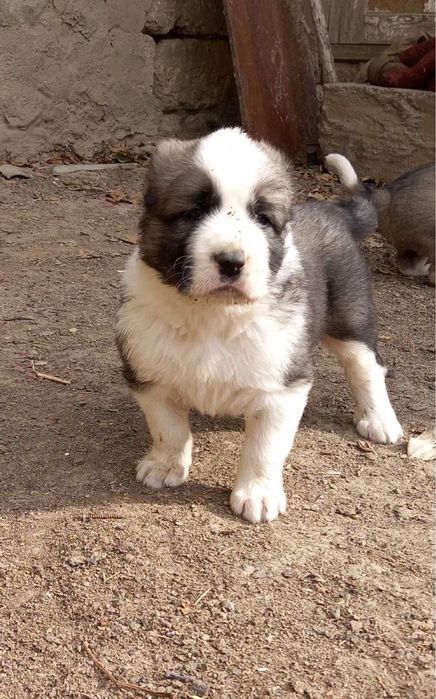 Продам срочно щенка