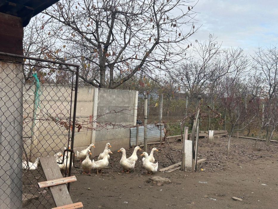 Vând  rațe și găini
