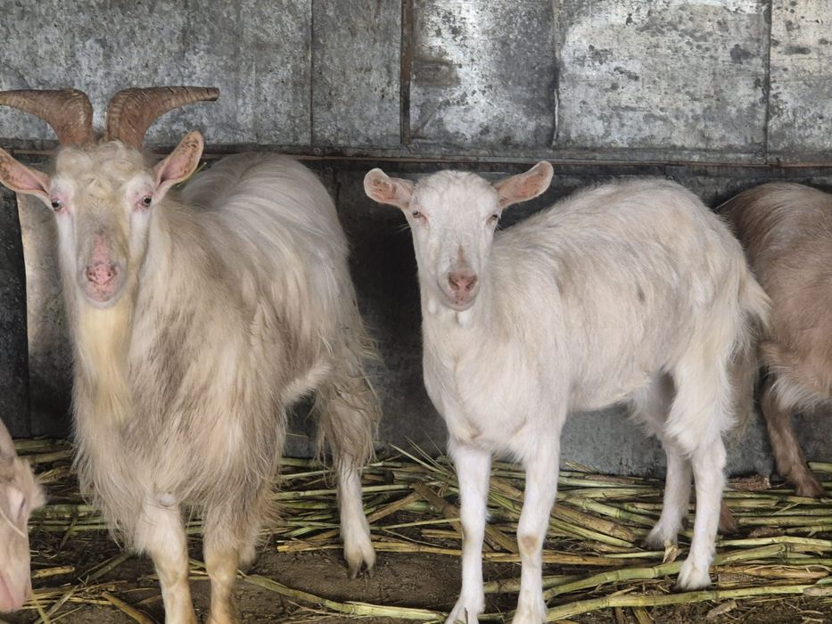 Vând un țap  și o capră Saanen