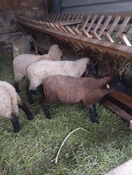 De vânzare mieluțe sulffoc