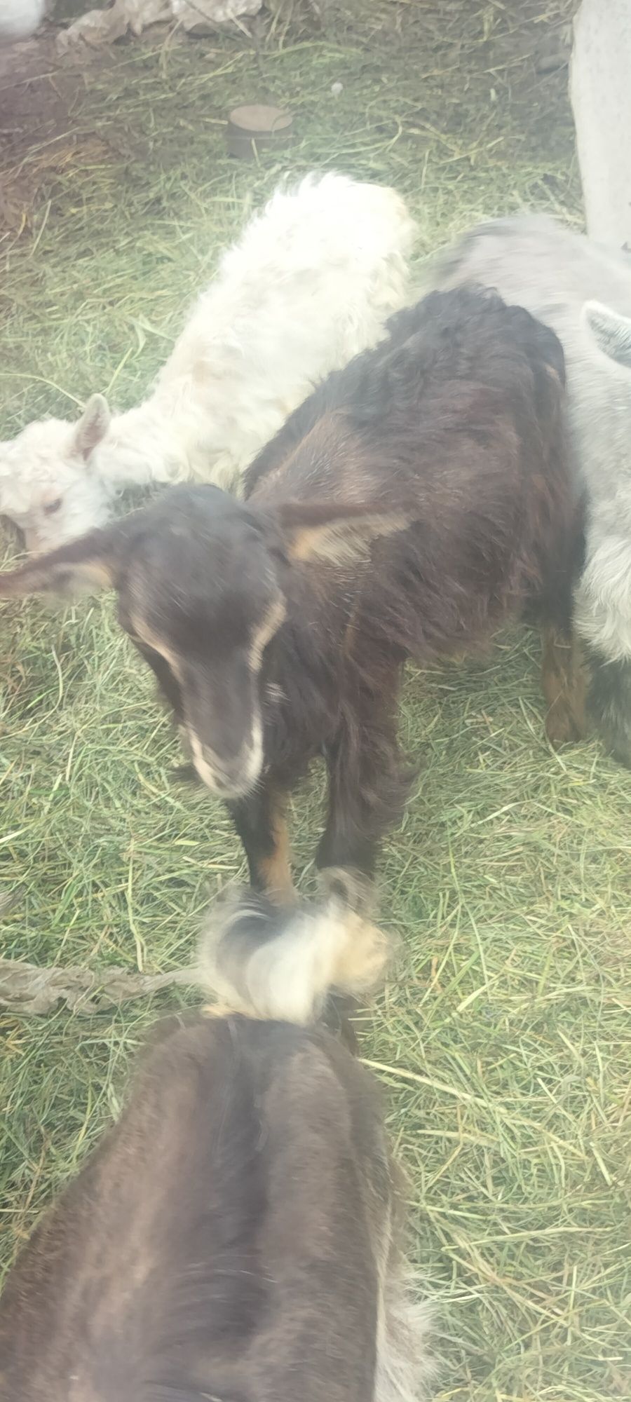 Iezi sănătoși greutate intre 10-20 kg