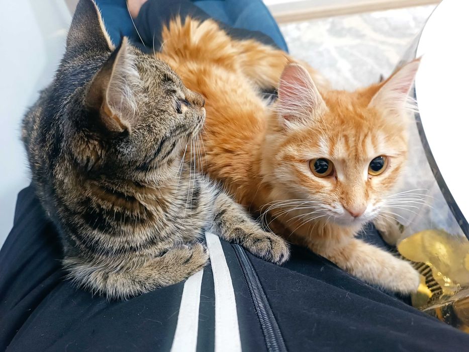 Кошки, стерилизация в подарок