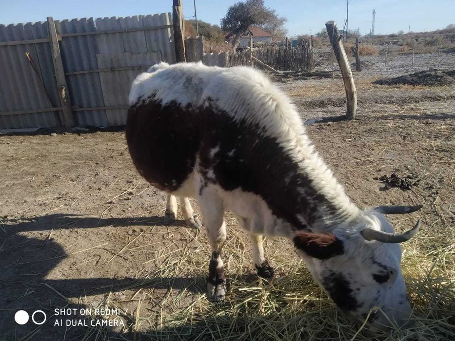 Сиыр сатылады. Тереңөзекте.