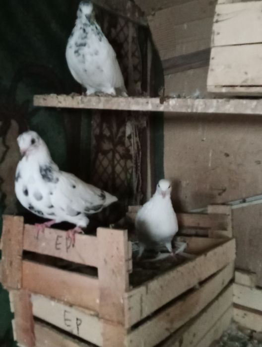 Продам голубой цена договорная