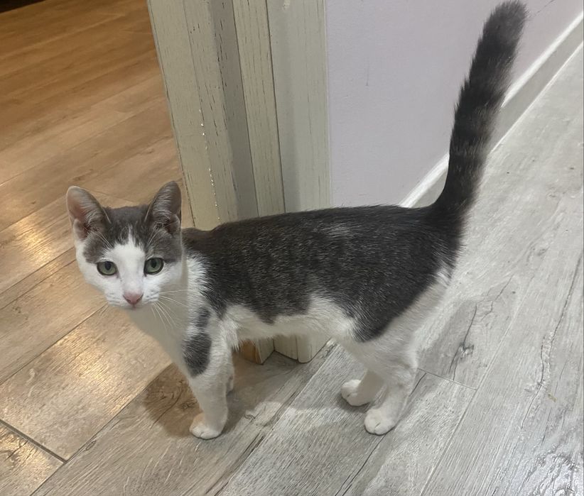 Котенок, 4 месяца, стерилизована