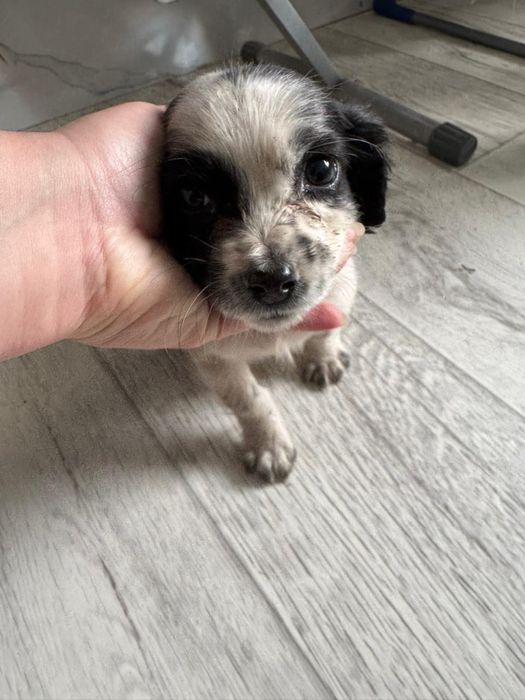 Отдам в добрые руки щенка