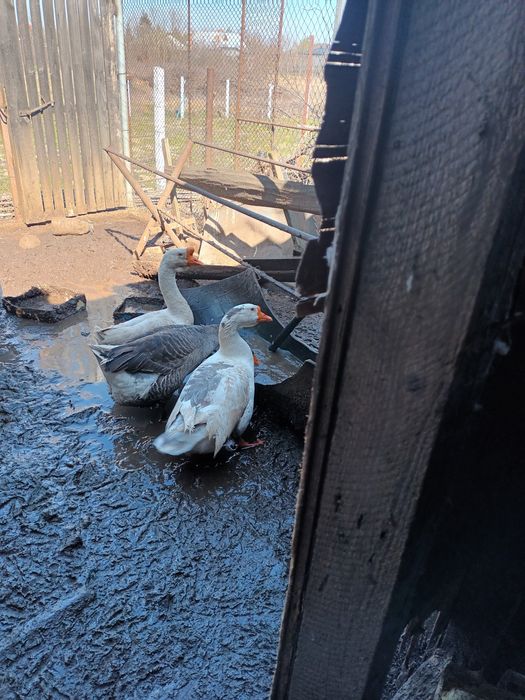 Vand Gaste Americane